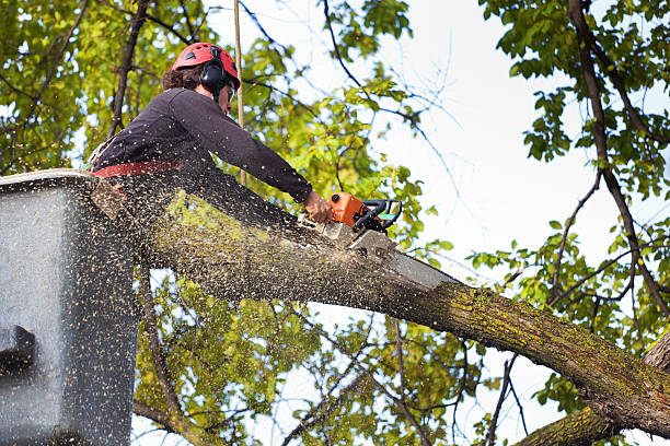 Best Tree Removal Cost  in USA